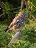 Little Owl at Paglesham Churchend (Steve Arlow) (148985 bytes) Little Owl at Paglesham Churchend (Steve Arlow) (148985 bytes)